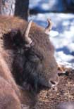 bison