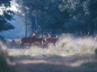 cervus elaphus