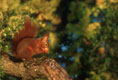 sciurus vulgaris