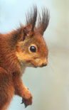 sciurus vulgaris