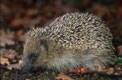 erinaceus europaeus