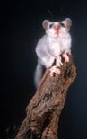 glis glis