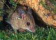 apodemus sylvaticus