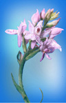 dactylhoriza-maculata-