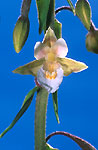 epipactis des marais