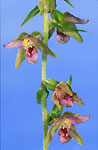 helleborine