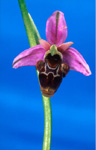 ophrys-becasse