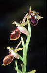 ophrys_araignee