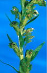 ophrys_grenouille_