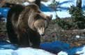 ursus