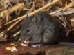 mus musculus