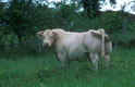 taureau
